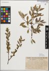 Foto von Salix myrsinifolia Salisb.
